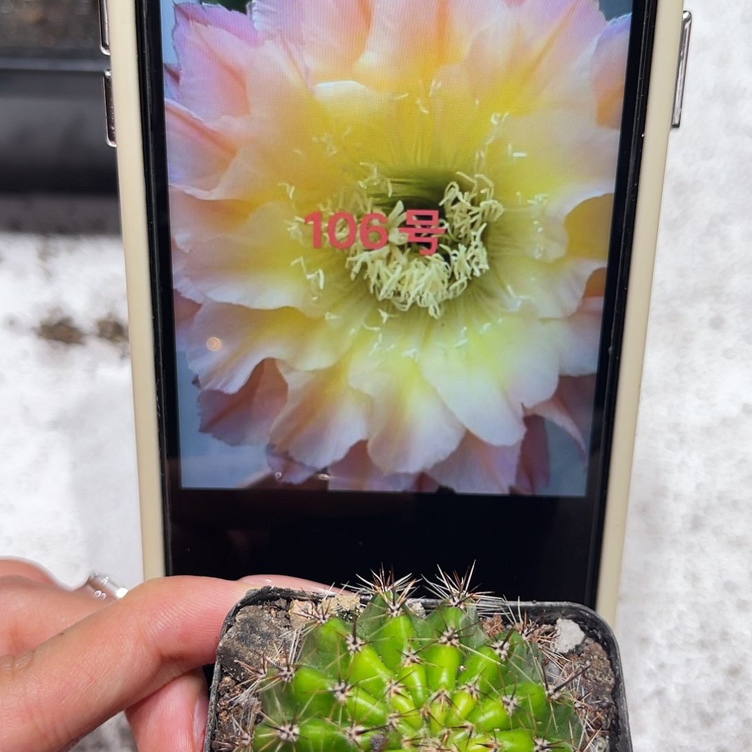 彩草106号带根三公分左右