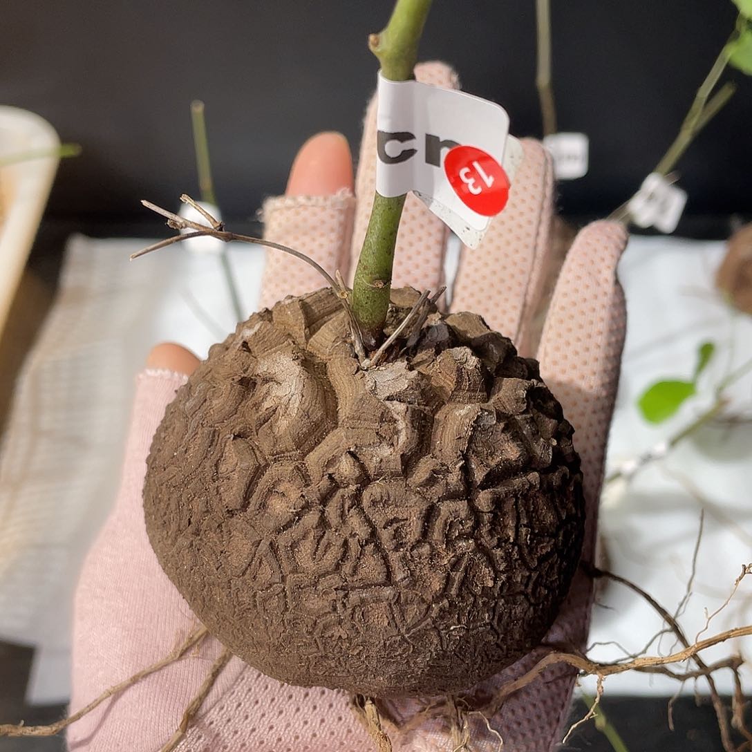 龟甲龙龟甲龙龟甲龙