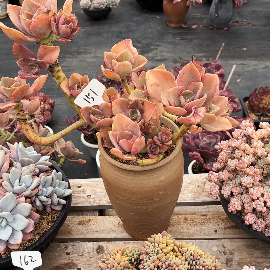 木***哲多肉植物，赫式151号