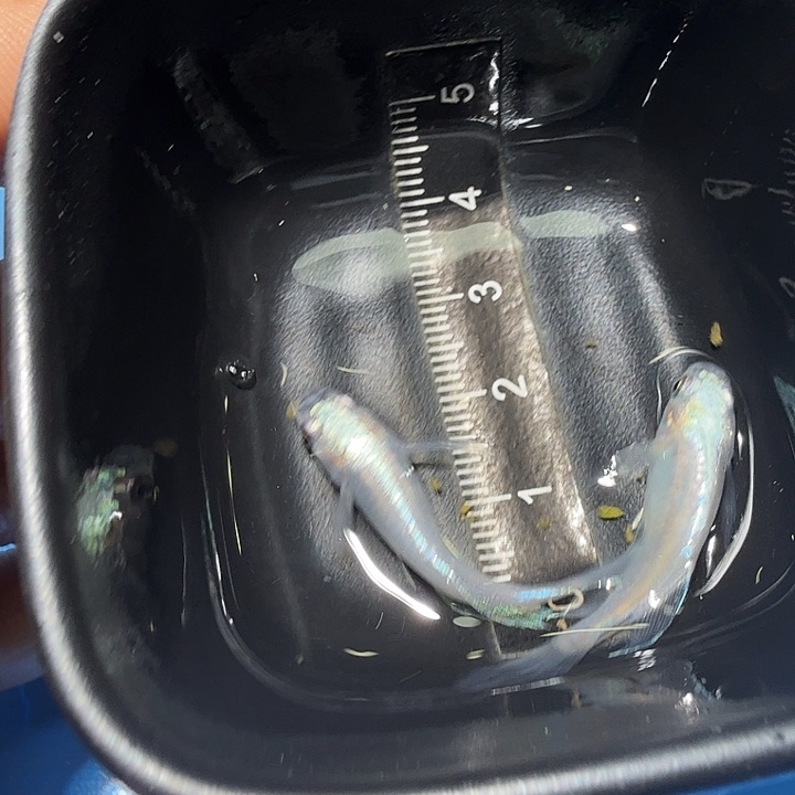 青鳉鱼36号拍品半月极龙