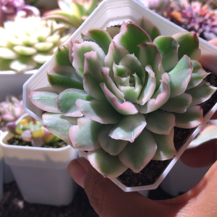 紫蝴蝶拉丝锦有根