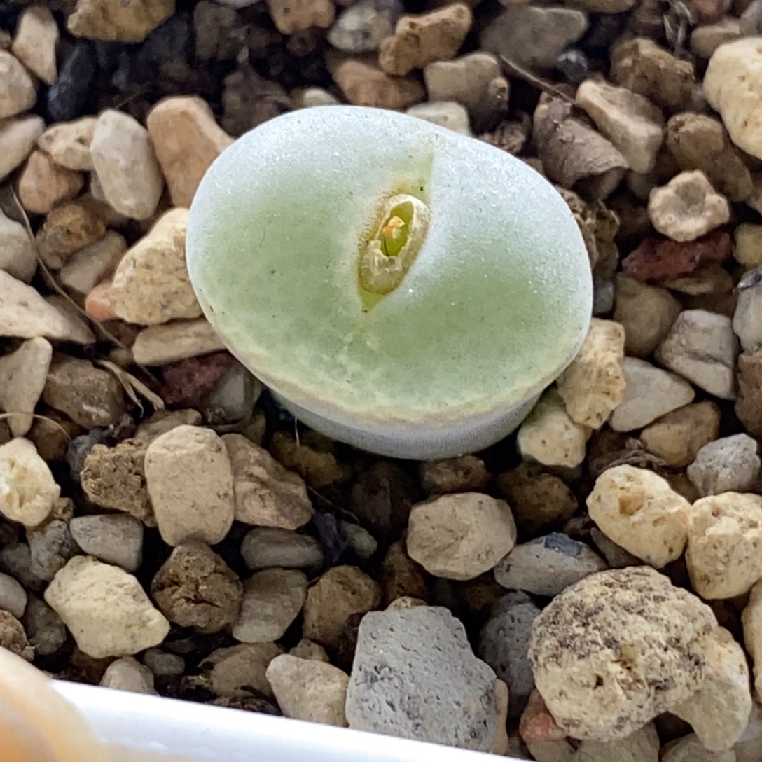 优选安格尼斯优选安格尼斯