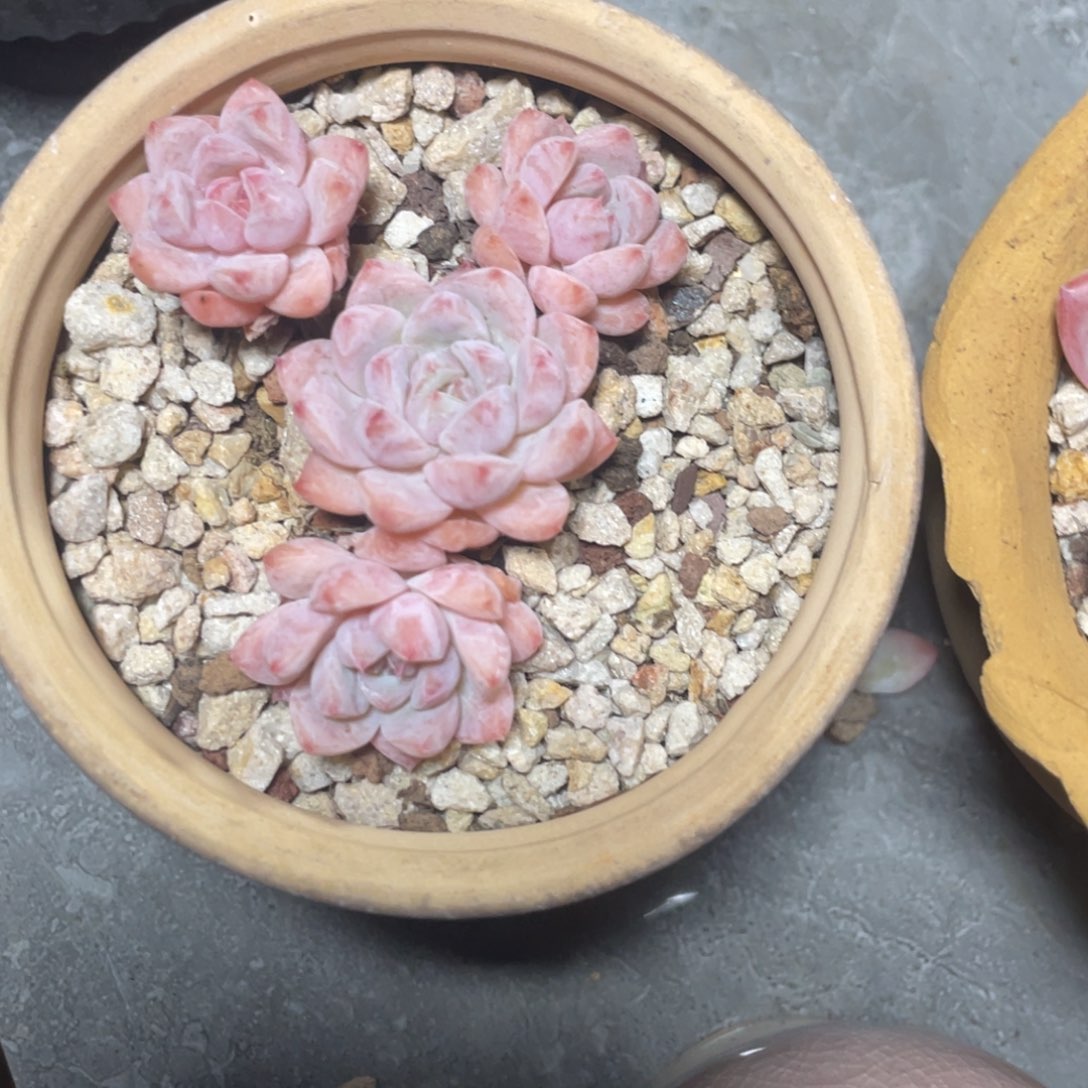 糖心雪魄小四头满35包邮