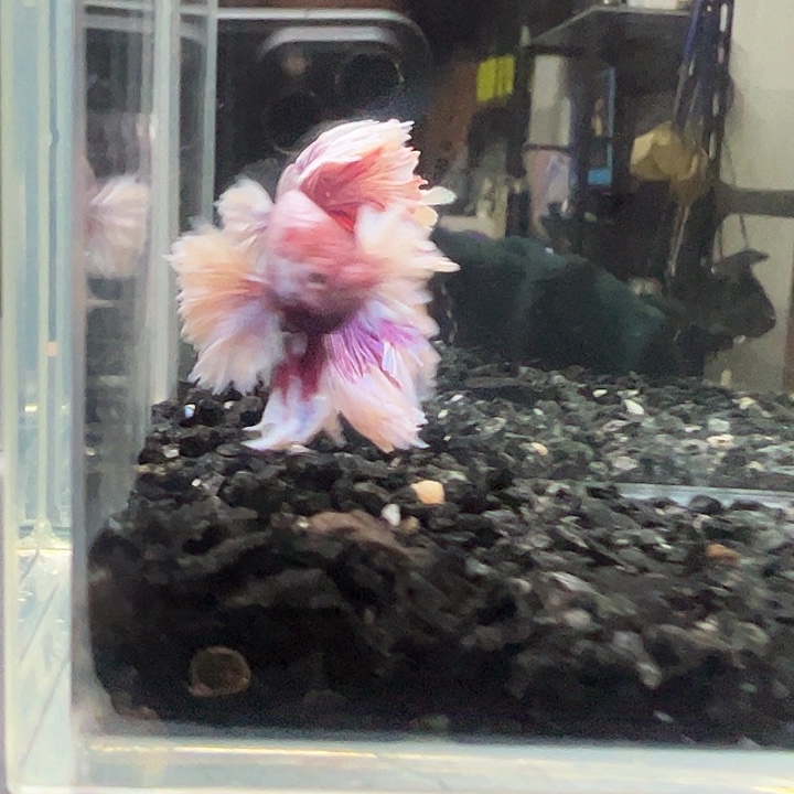 斗鱼跑单拉黑30日31