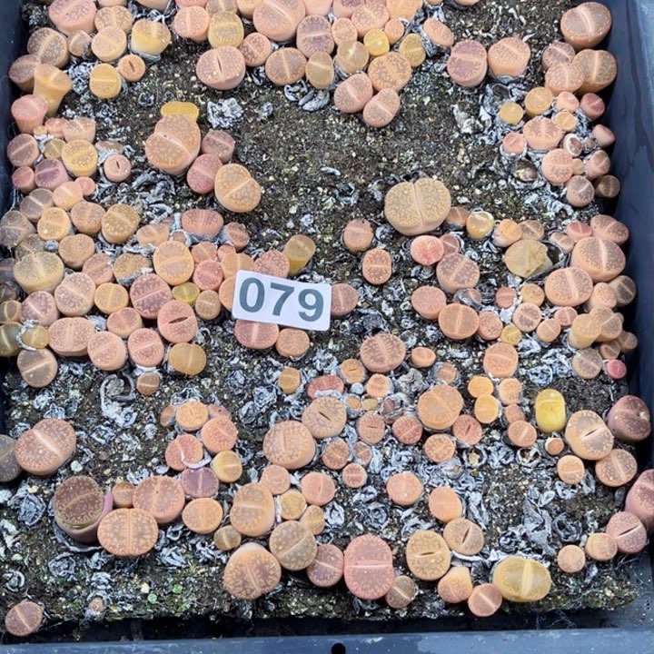 079 生石花一物一图如图带框