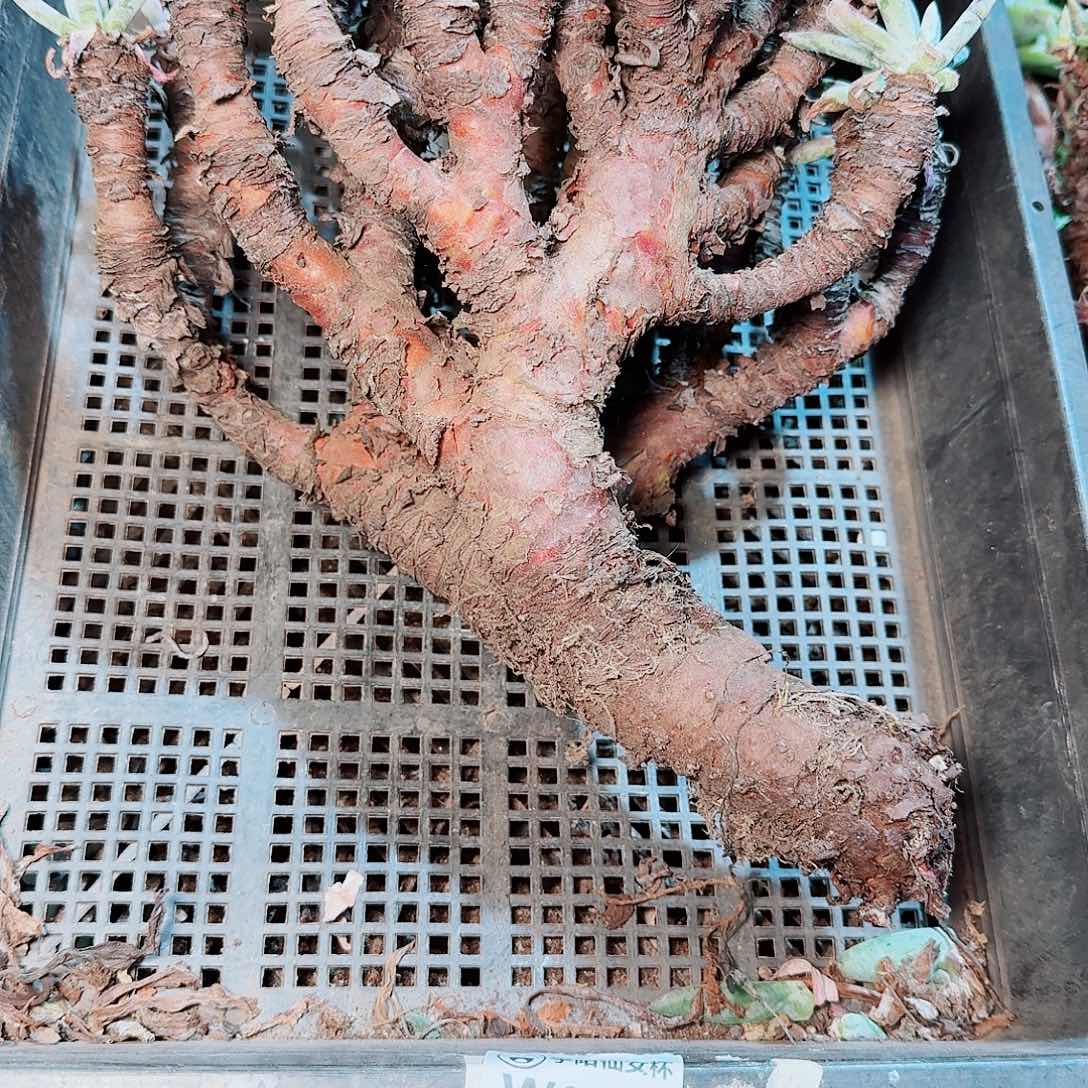 9166瑕疵框拍不售后