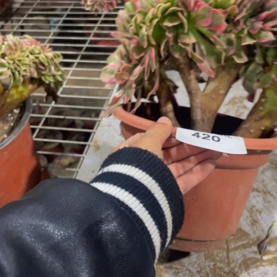 420，粉女郎缀不包邮