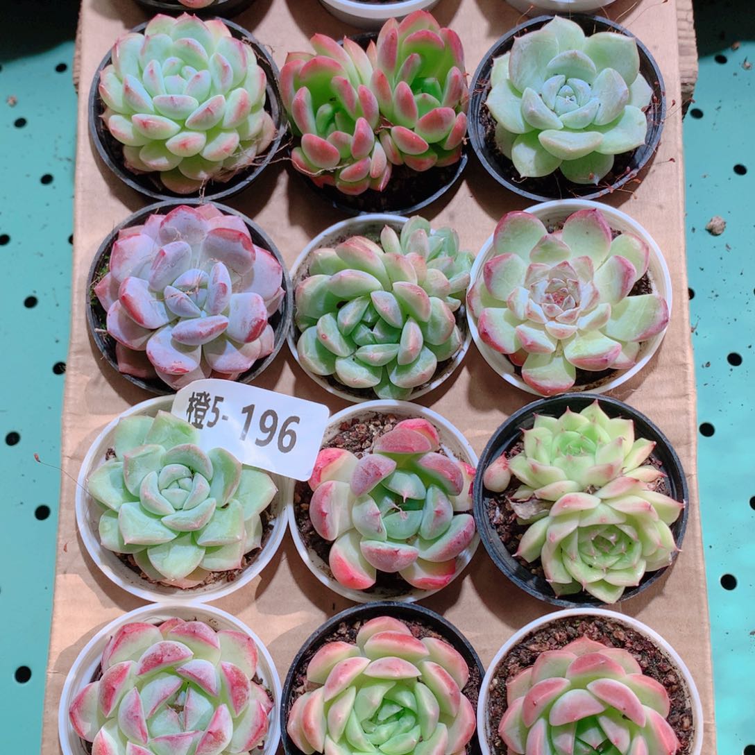 5-196一物一拍多肉带盆18颗
