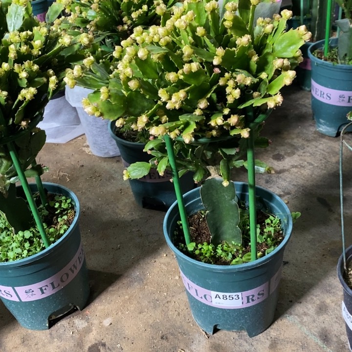 当前无花栽培后可以开花天****妈853嫁接028
