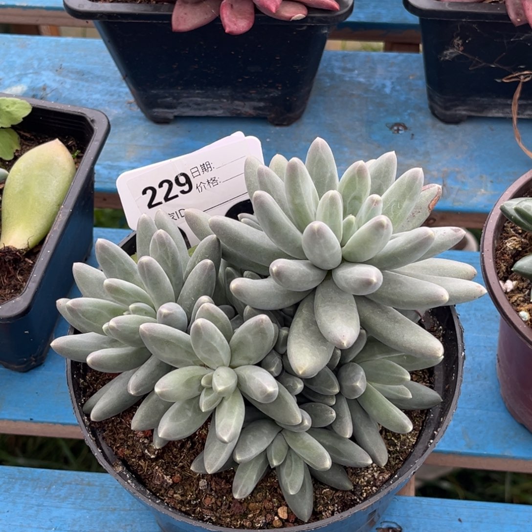 乌拉奶多肉植物229