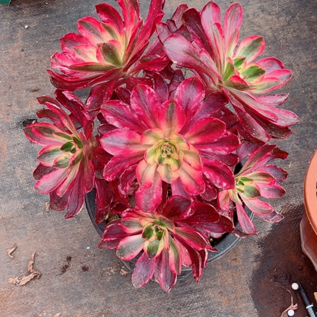 红魔女捧花老桩多肉