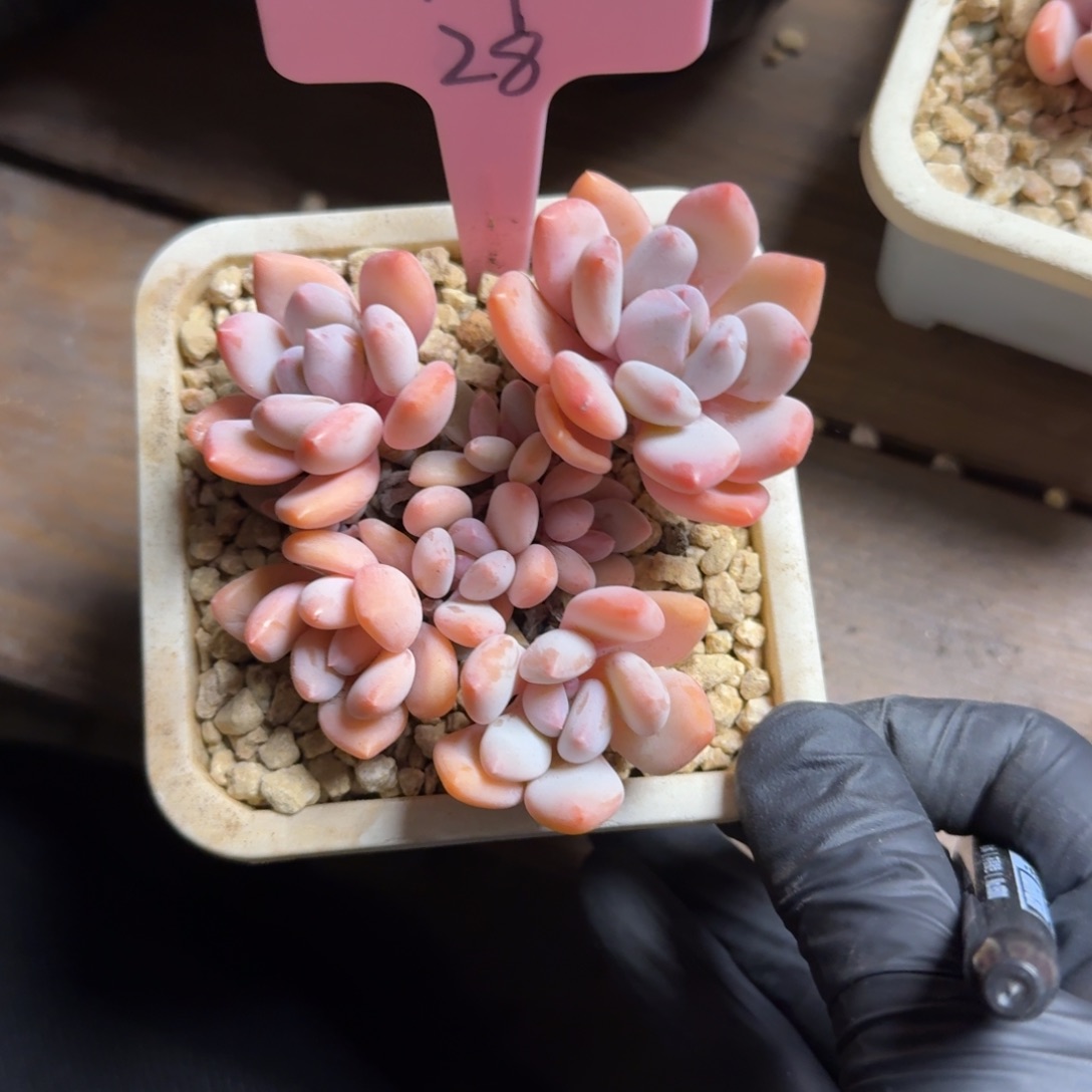 、****1111111111111111111111