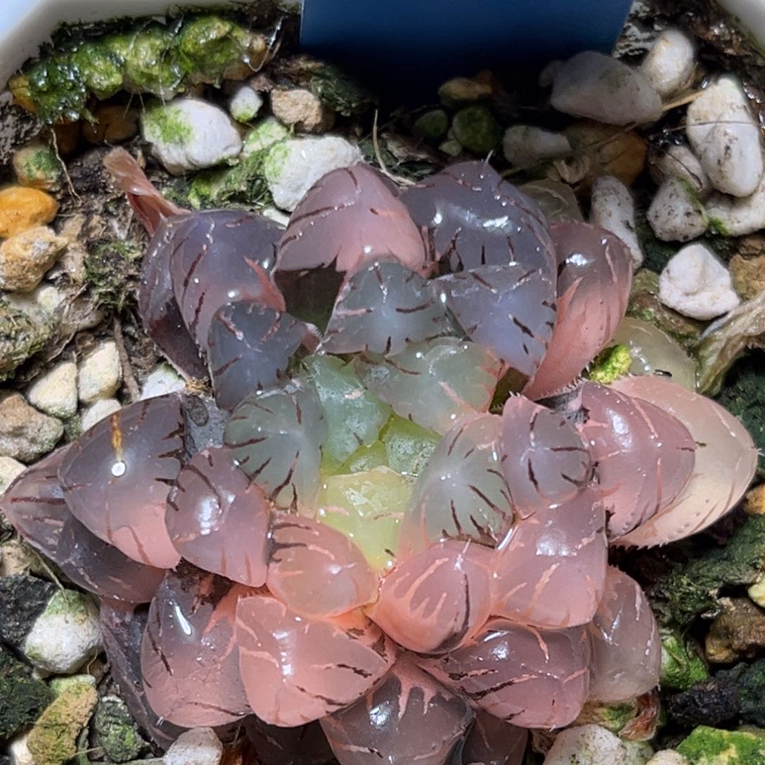 恭喜发财大吉大利556