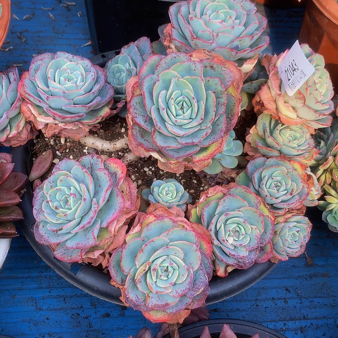 w***英奶油黄桃21043多肉多肉