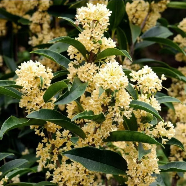 精选四季桂花树苗开花浓香型阳台庭院盆栽室内室外好养易活