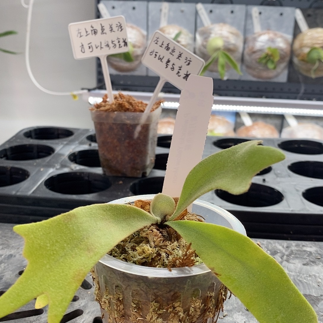 无花朵黄月鹿角蕨