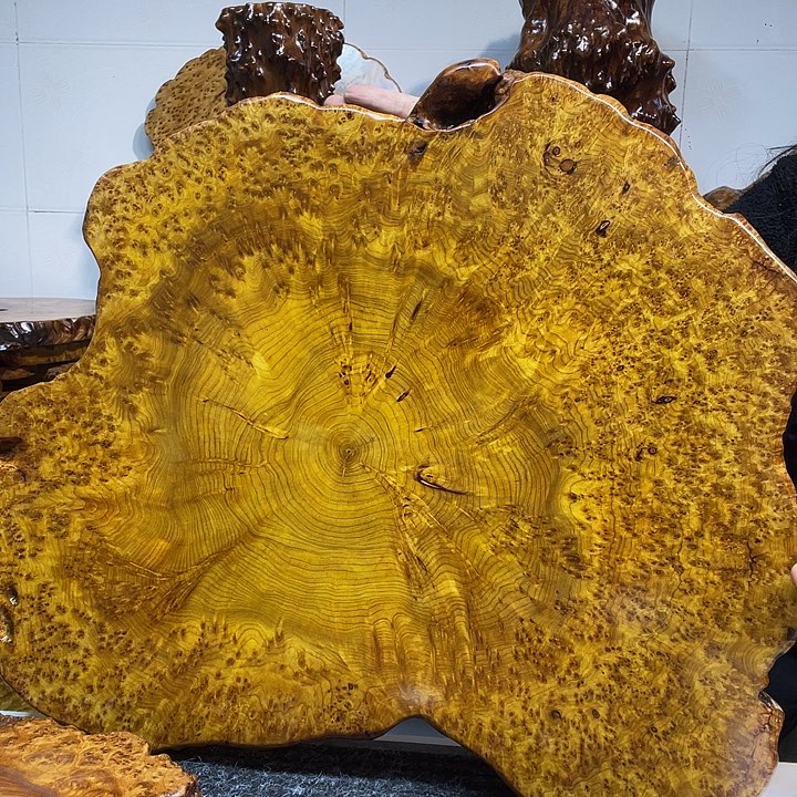 游***纪香杉干泡干泡干泡