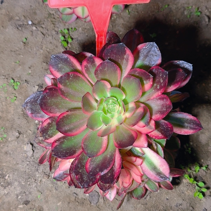 4-55黑魔锦多肉法师