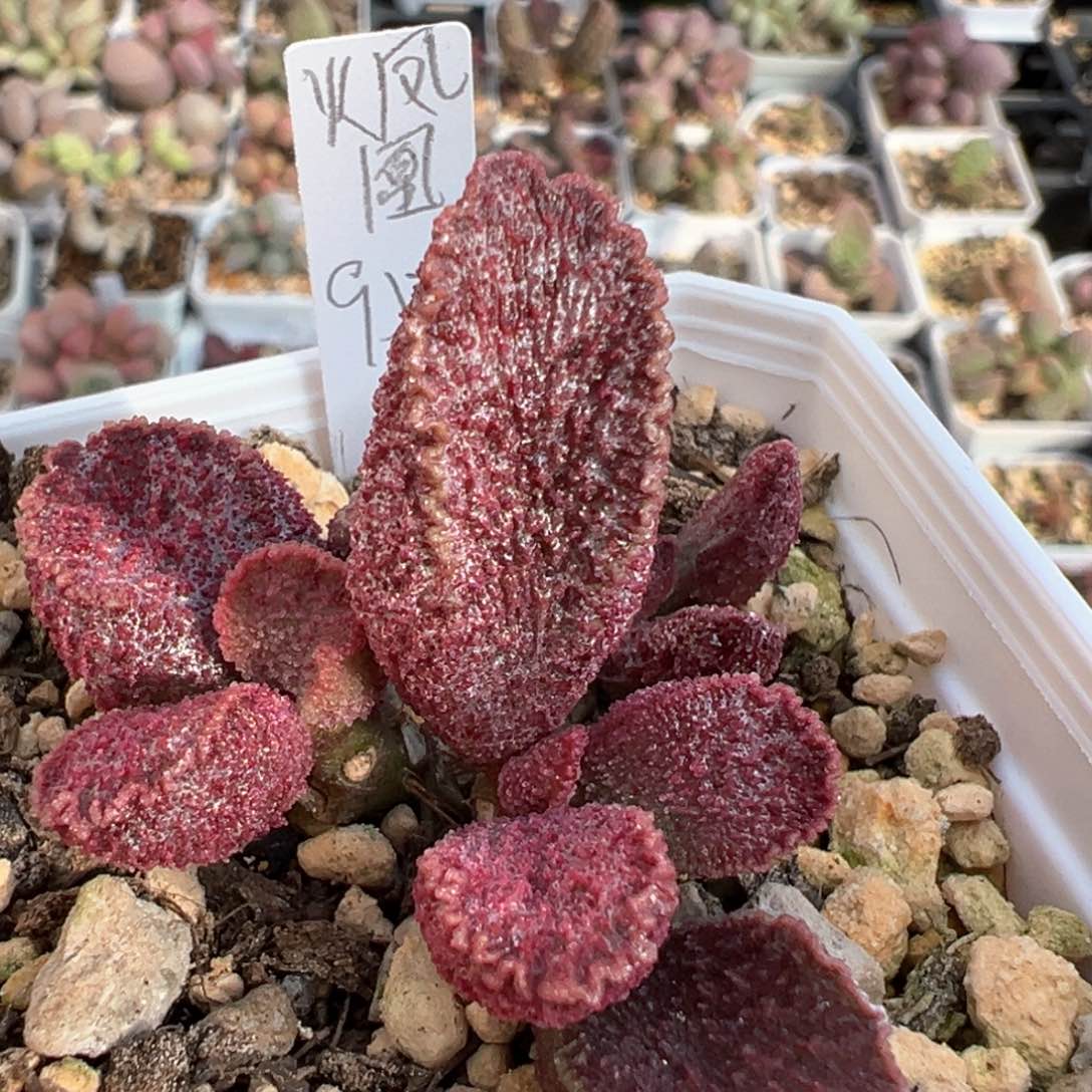 火凤凰多肉植物水泡