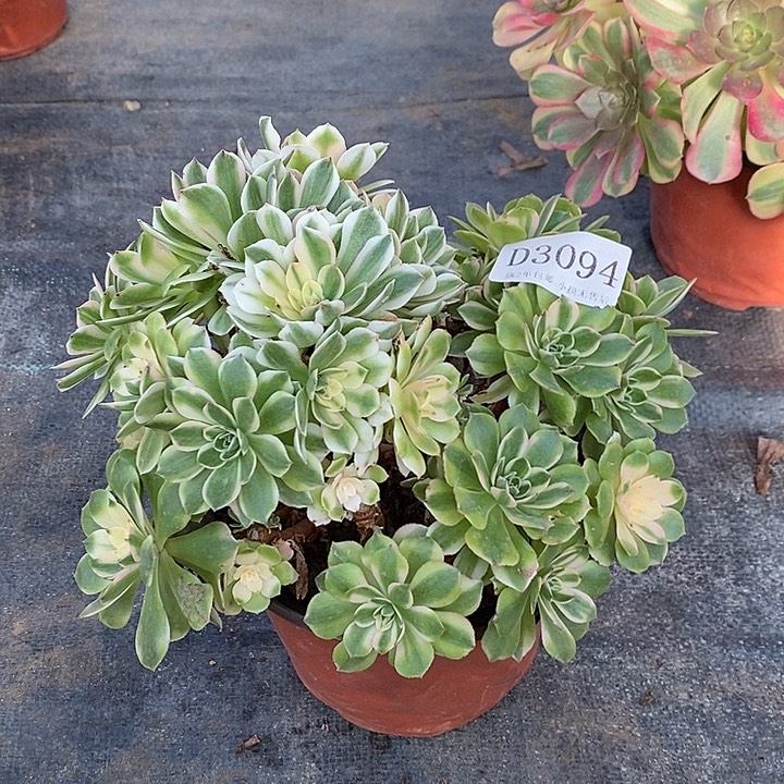 3094伊丽莎白多肉母本