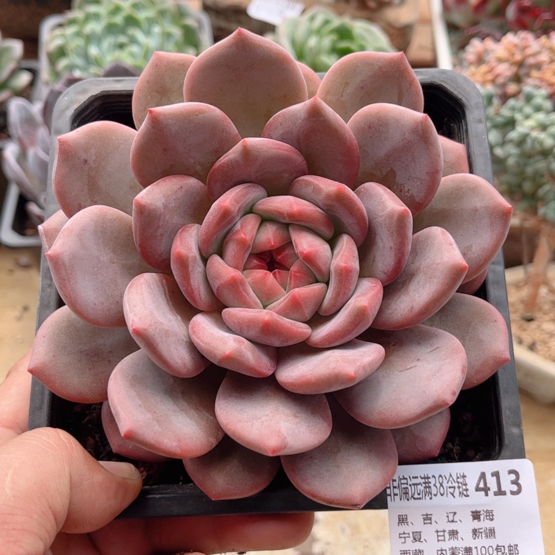 413林雪德华多肉