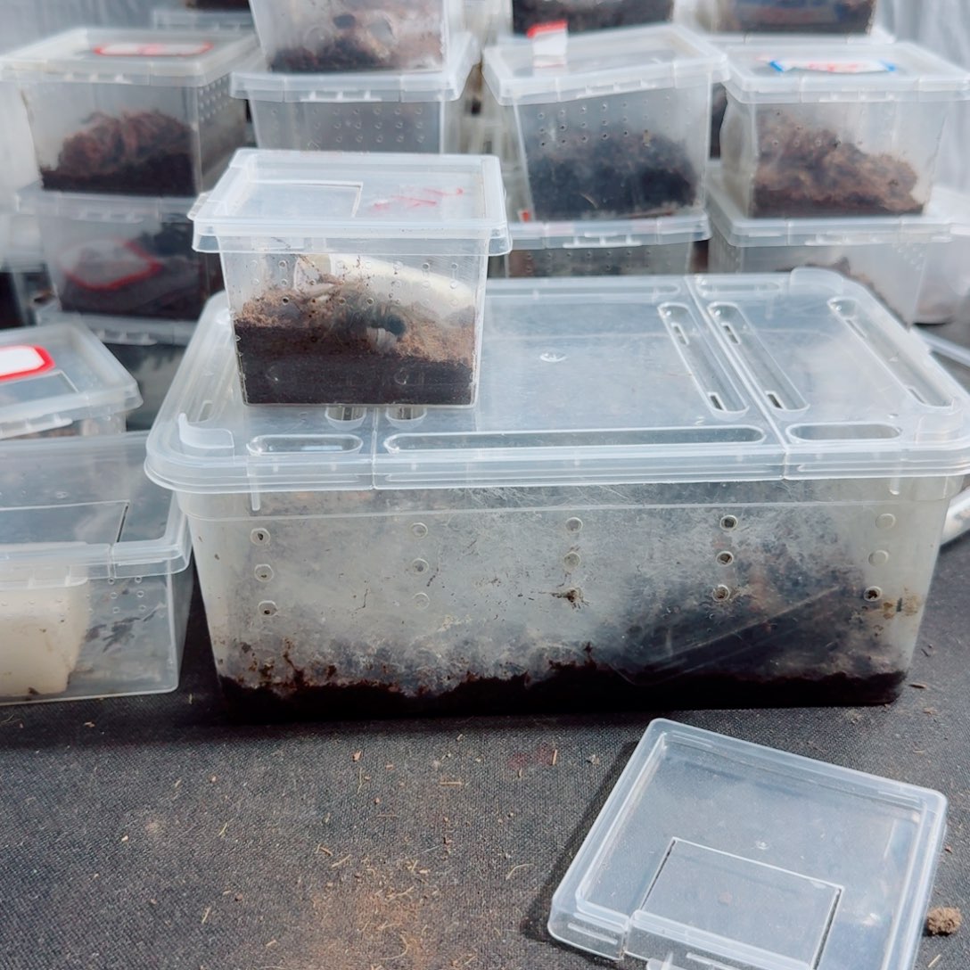 跳蛛委内瑞拉太阳虎4.5-5小母