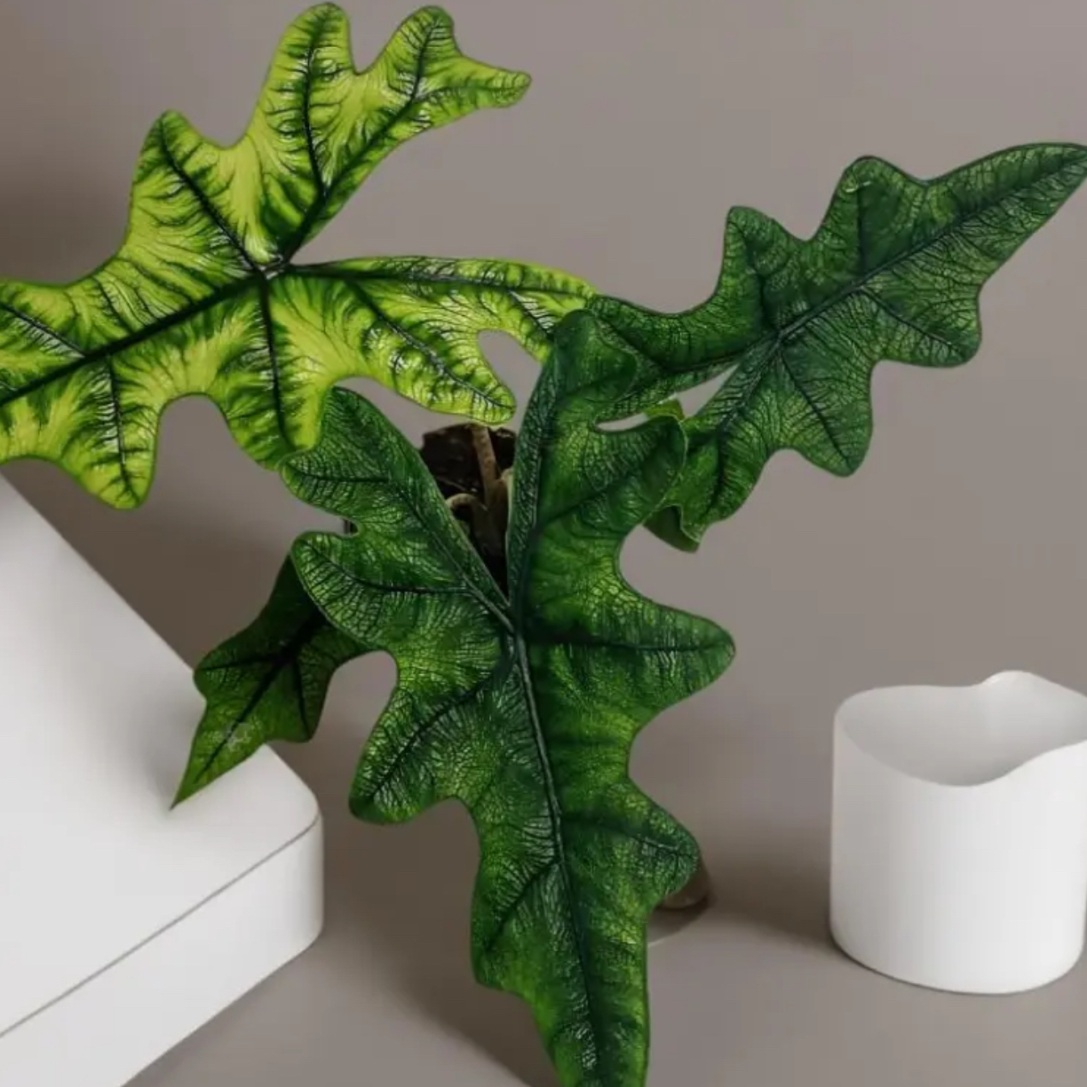 【杰克林海芋】绿植室内热植网红耐阴