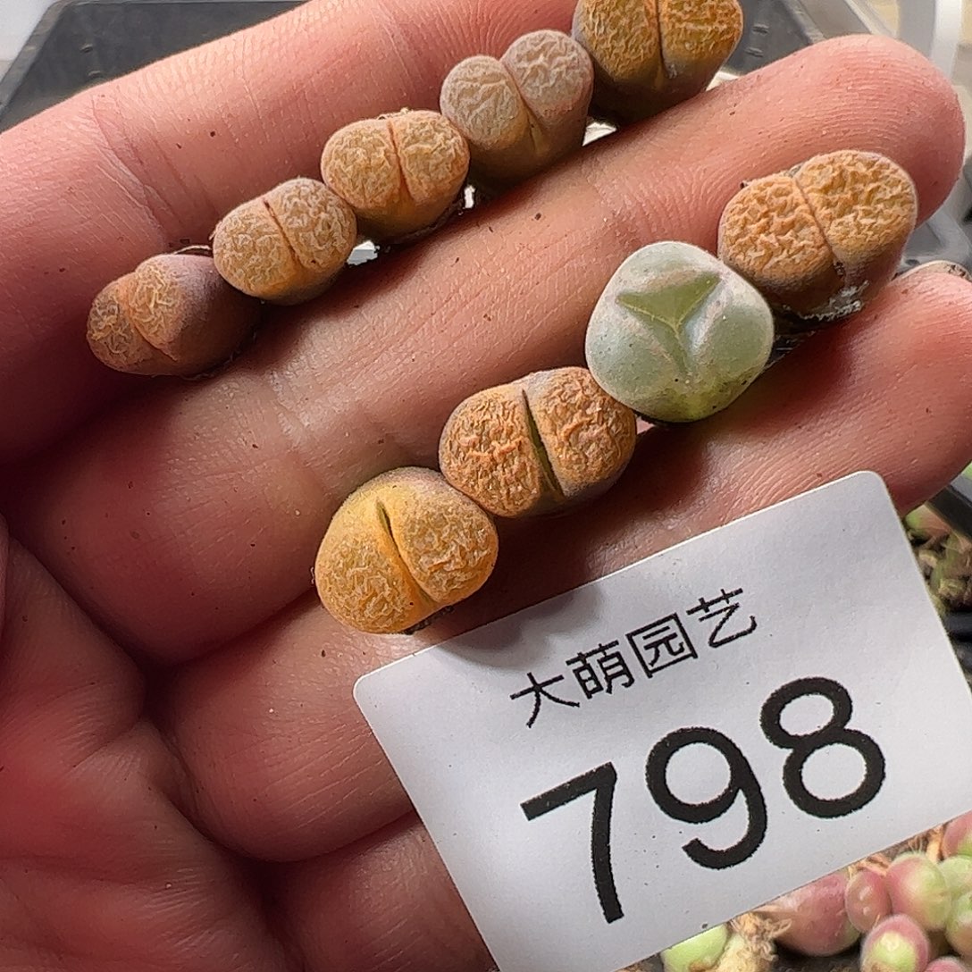 一物一拍。     798