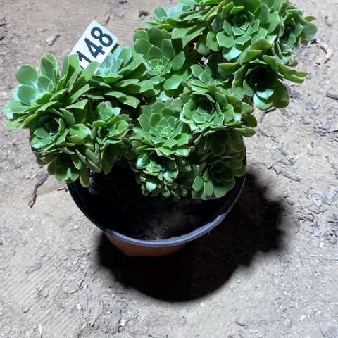 148朵朵满十八包邮偏远勿拍