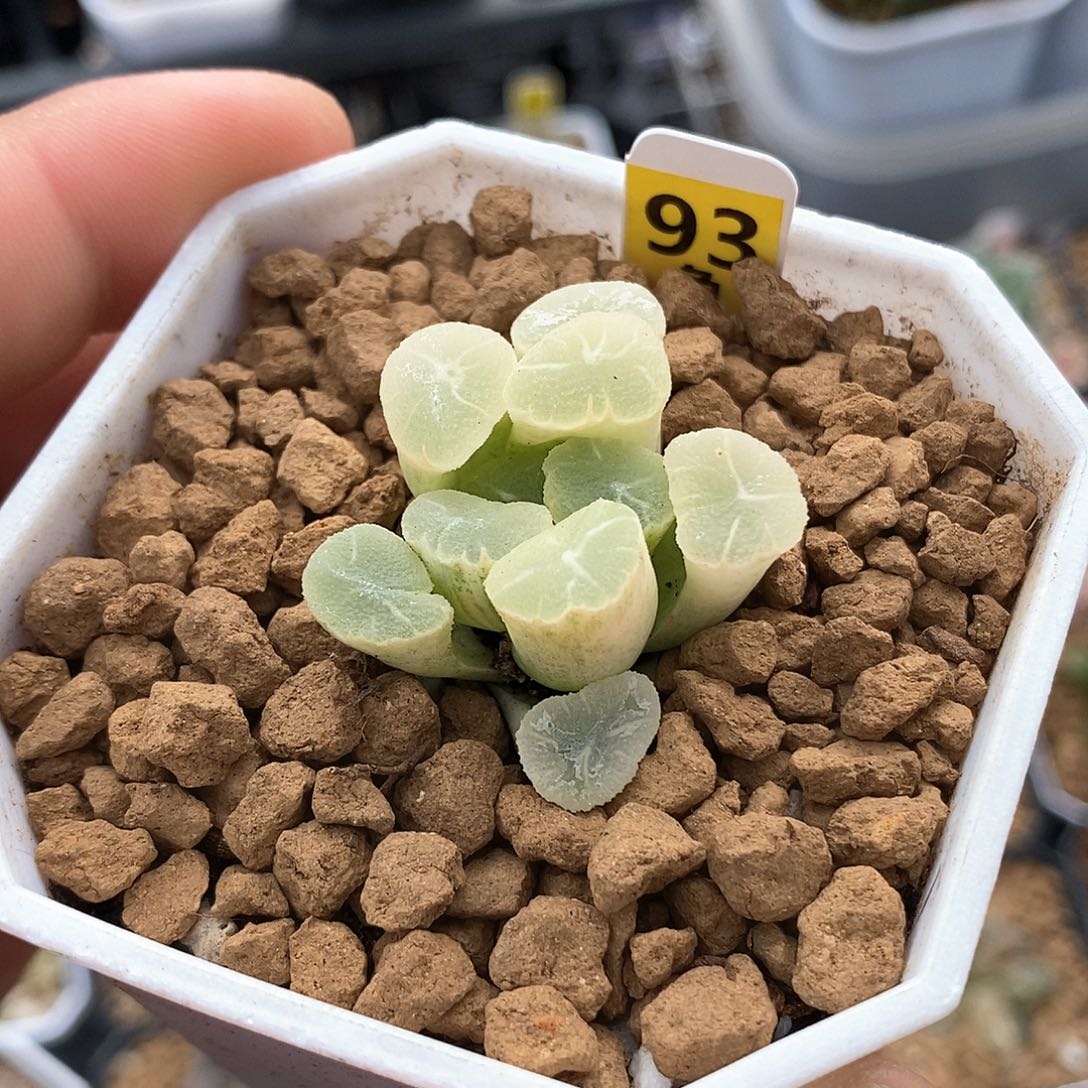 红陶93号万象锦一物一拍