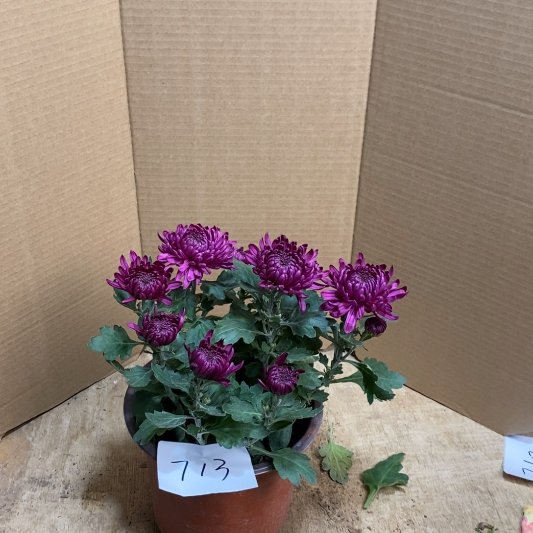 完全开放00000713