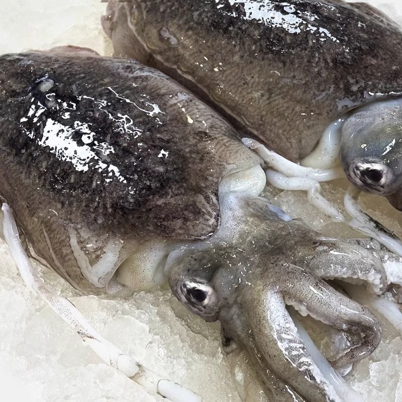 连云港发货墨鱼10斤（总14-20只左右）速冻发货