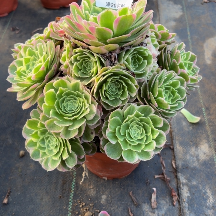 瑞妈多肉植物850水中月