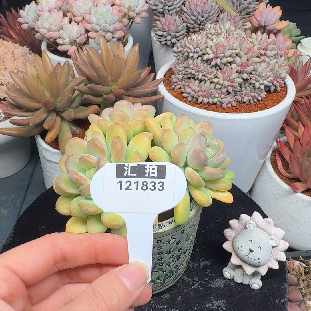 精品多肉植物121833