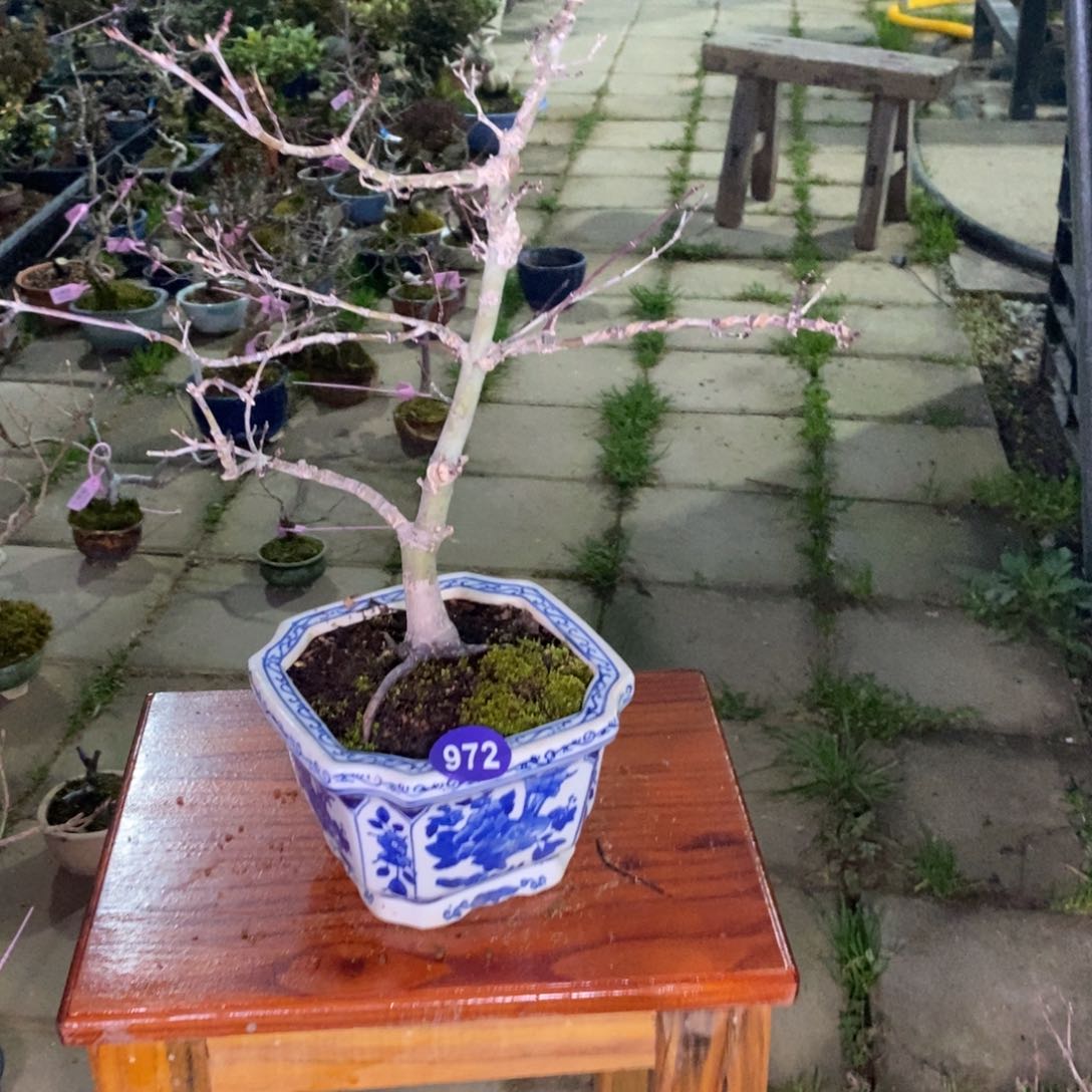 红陶嘿**枝红红火火过大年972