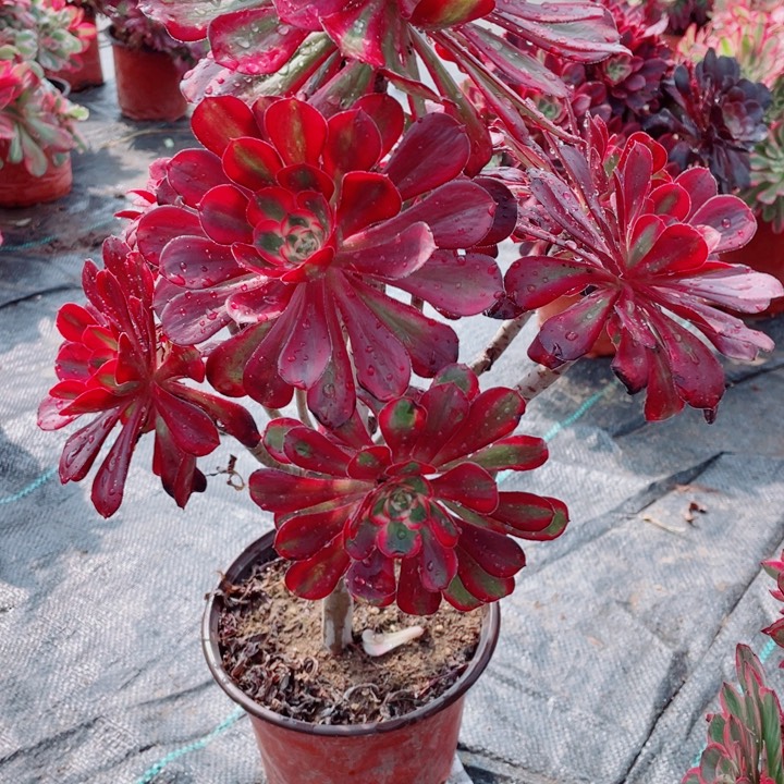 多肉植物百科723