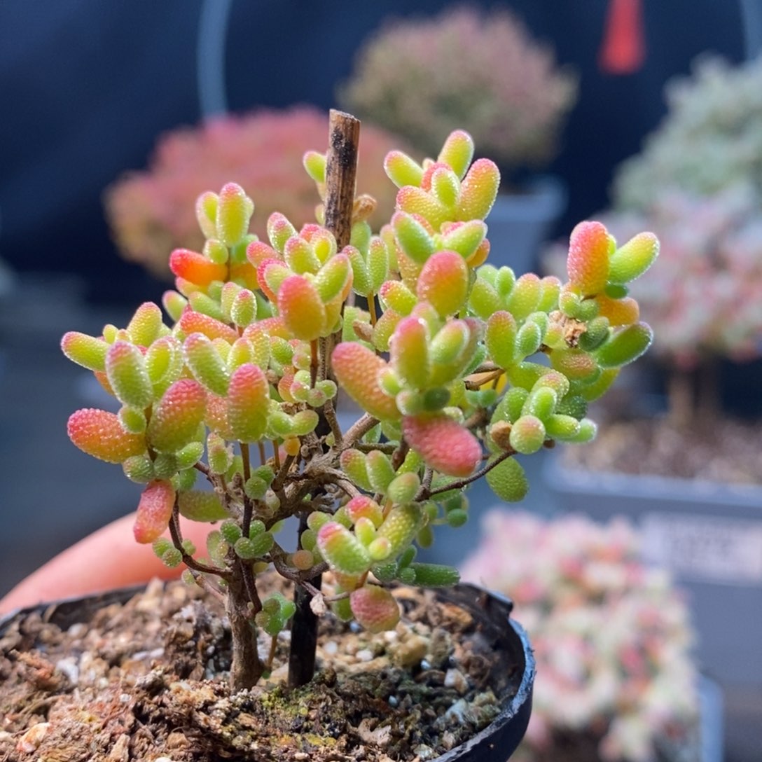 599蜜橘糖球，年后发货