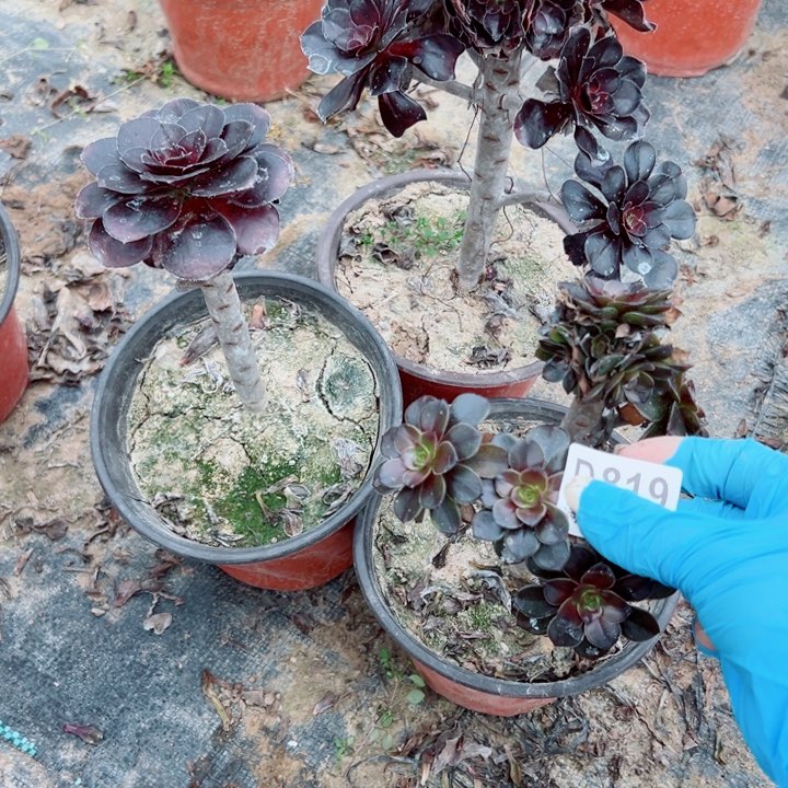 819三颗多肉植物