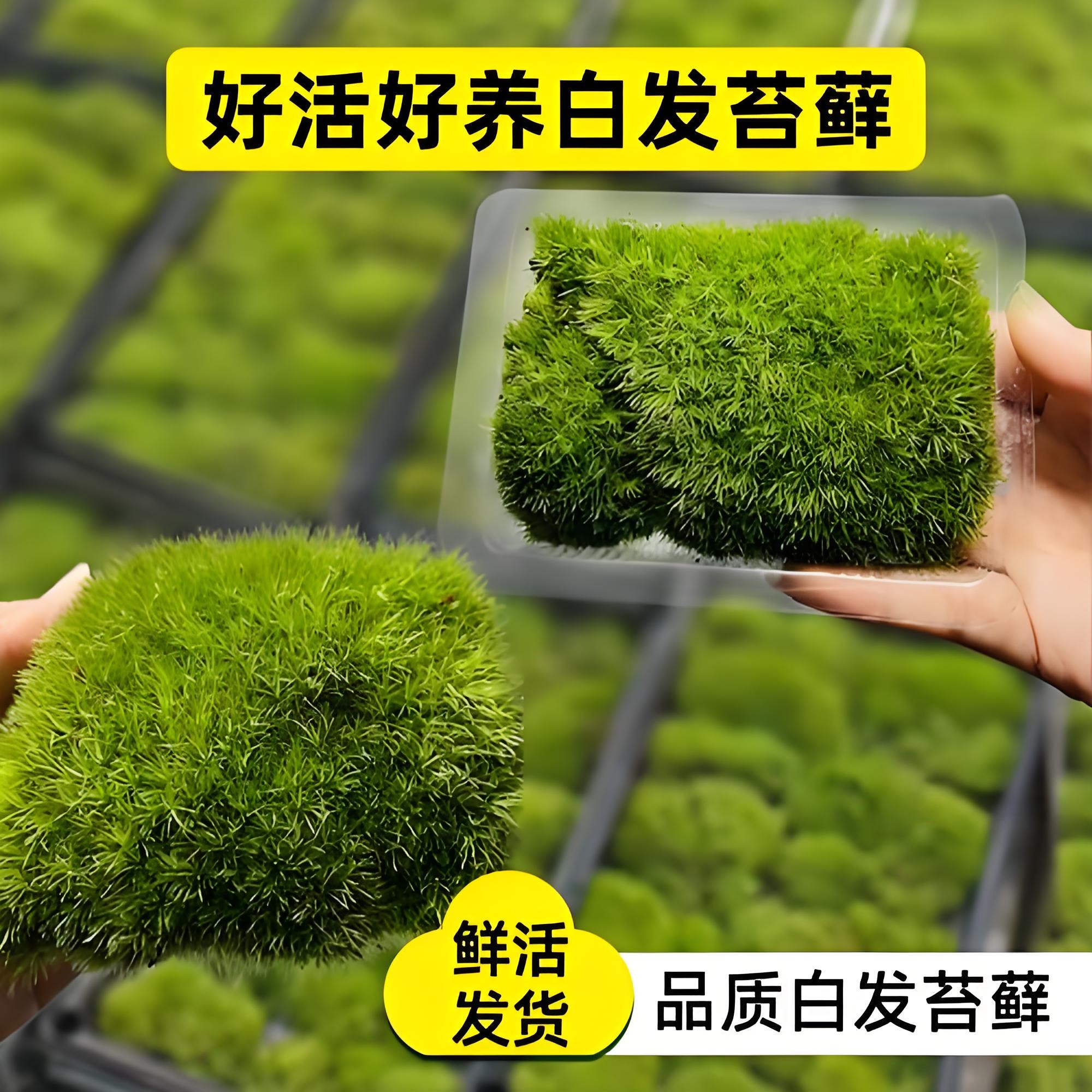 白发苔藓微景观盆景蒲面青苔纱布短绒小灰苔藓庭院草皮雨林水陆缸