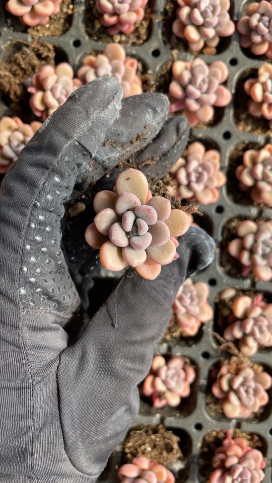 23香芋团多肉植物2颗