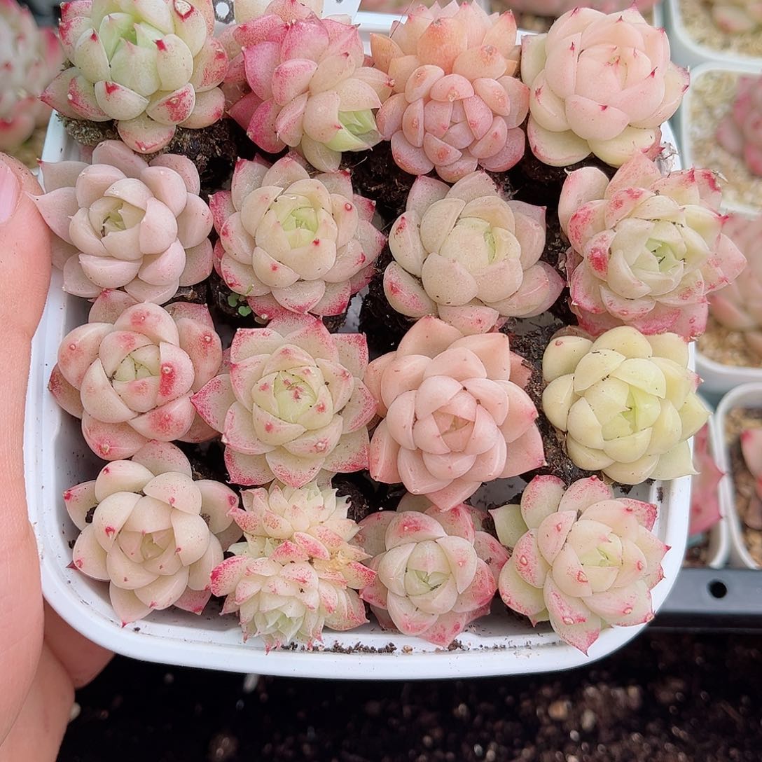 1-626 新疆西藏内蒙不发包邮2-3公分12.8包邮多肉