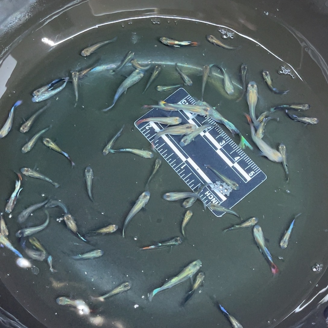 海星31号哈哈哈哈哈哈