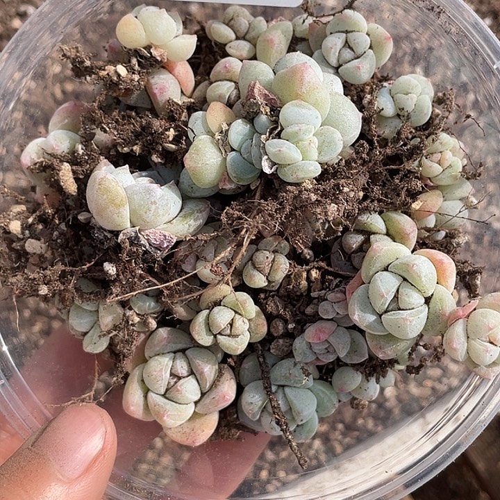 溺***毛OTO多肉优选dy2387