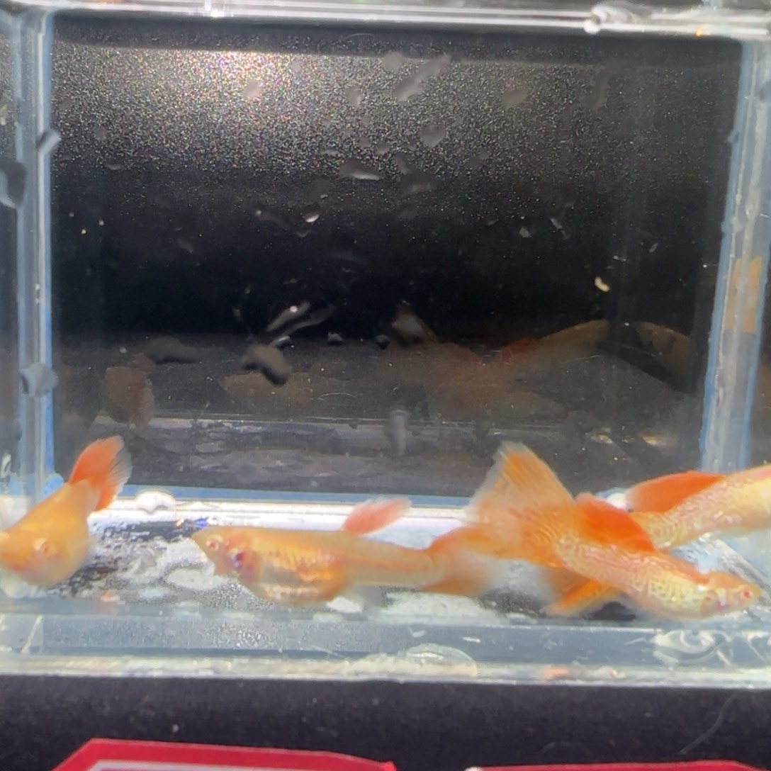 精品红蕾丝白子2对