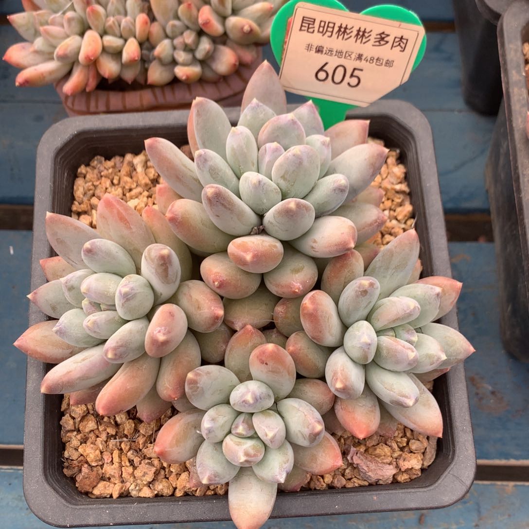 星空美人老桩无砍605