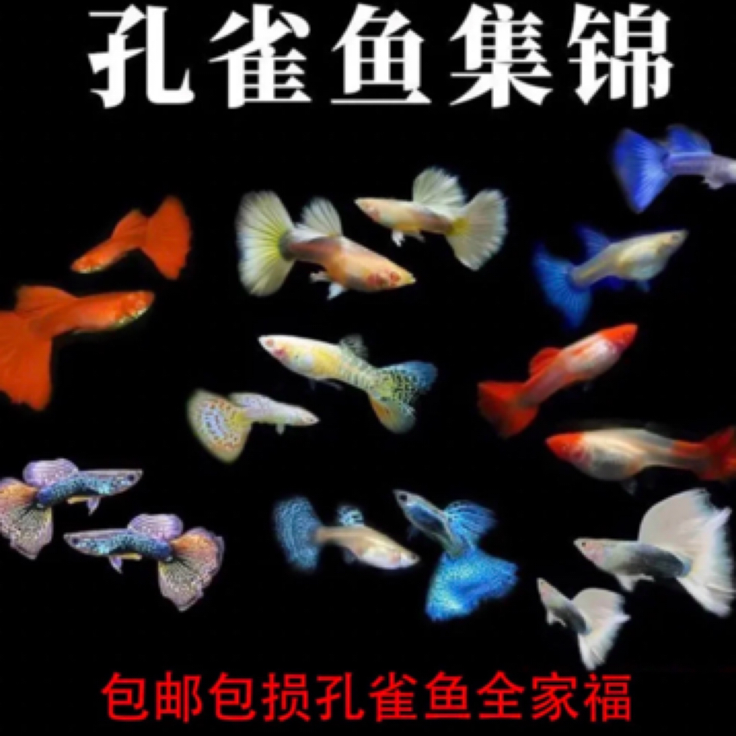 福利款全家福5对2-3cm（包含鸿运当头、冰蓝、全红、七彩蕾丝、象牙白）