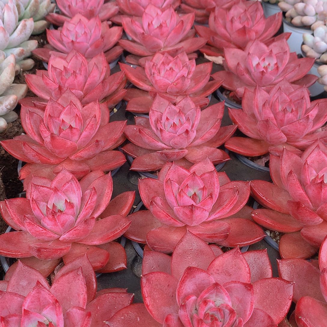 红糖卡3456788999900000