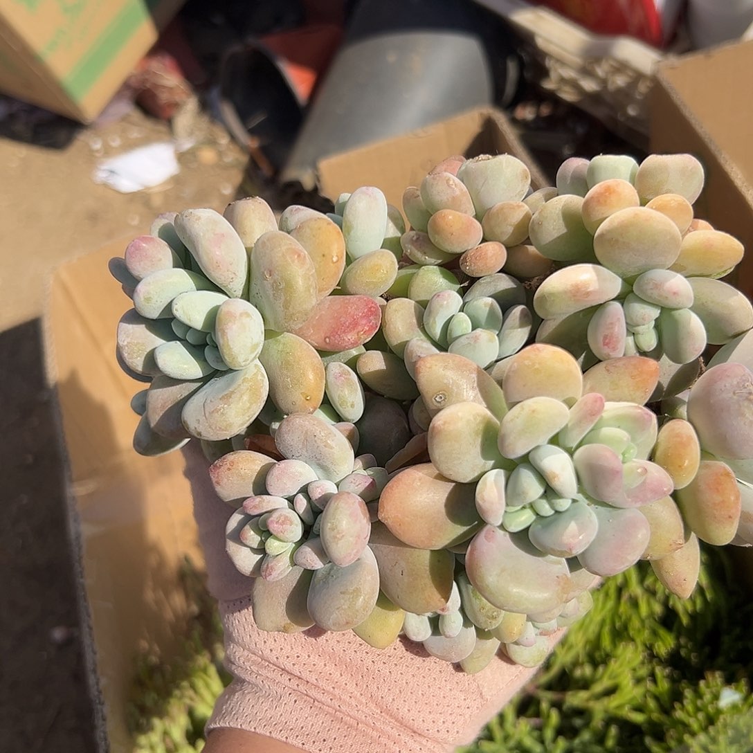 多肉植物红洛神群生