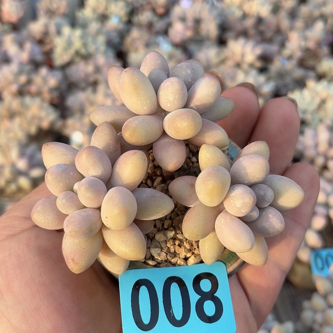 奶杂 脱土发货 5口盆