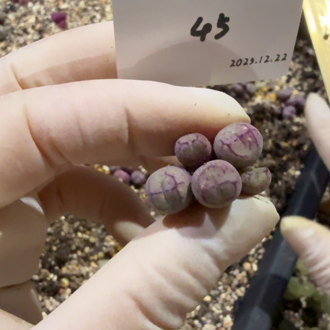 D***.多肉多肉多肉12.22-045